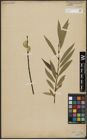 Foto von Salix acutifolia Willd.